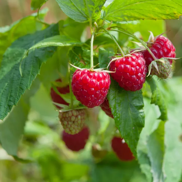 malina-czerwona-jesienna-2l-nazwa-lacinska-rubus-idaeus