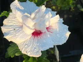 hibiskus-china-chiffon-ketmia-syryjska-sadzonka-c5-bialy-z-oczkiem