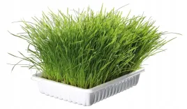miekka-trawa-dla-kota-nasiona-w-pojemniku-trawka-na-odklaczanie-trixie-100g
