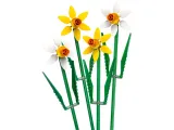 legor-botanicals-40747-zonkile-stan-nowy
