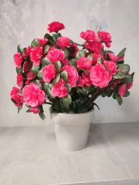 azalia-malinowa-w-doniczce-gamma-14-cm-dom3445