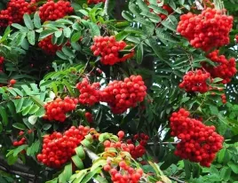 jarzab-szwedzki-sadzonka-czerwone-owoce-na-przetwory-ozdoba-ogrodu-piekne