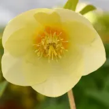 ciemiernik-single-super-yellow-crossing