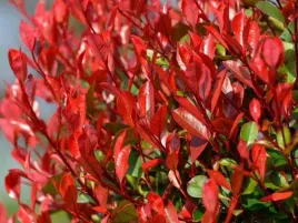 glogownik-red-robin-c2-zimozielony-krzew-czerwone-liscie