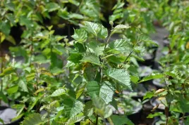 brzoza-papierowa-betula-papyrifera