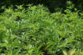 bez-koralowy-sambucus-racemosa