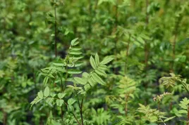 jarzab-pospolity-sorbus-aucuparia