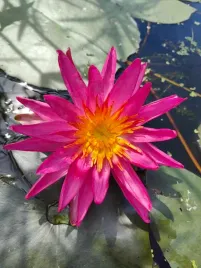 lilia-wodna-nymphaea-red-super-star-czerwona-gwiazda