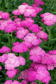 krwawnik-rozowy-skysail-bright-pink-w-doniczce-c1-5-do-ogrodu-na-lake