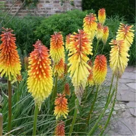 trytoma-groniasta-flamenco-w-doniczce-p9-do-ogrodu-na-taras-wysoka