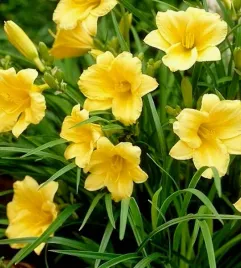 liliowiec-zolty-stella-d-oro-w-doniczce-c2-do-stawu-ogrodu-na-rabaty