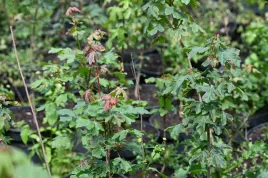 klon-polny-acer-campestre