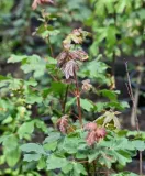 klon-polny-acer-campestre-roslina-w-postaci-sadzonka-w-pojemniku-2-3l