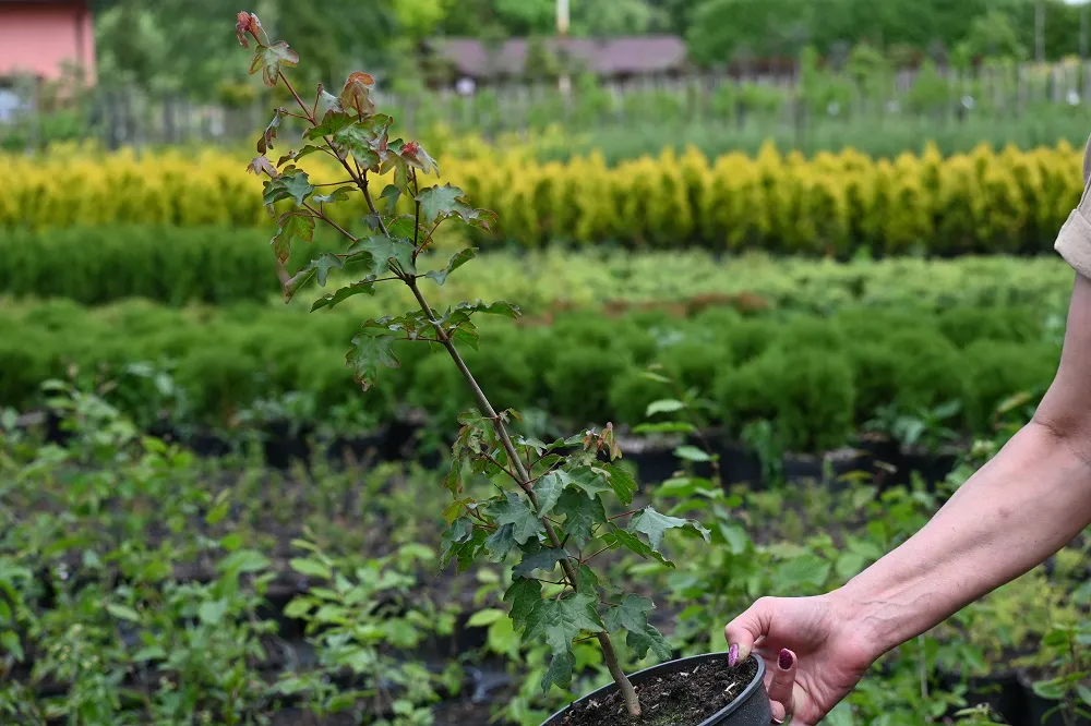 klon-polny-acer-campestre