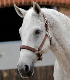 kantar-podszyty-premier-equine-plain-brazowy-full