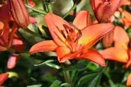 lilia-azjatycka-abbevilles-pride-lilium-asiatic