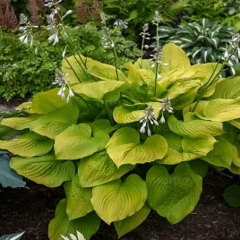 funkia-age-of-gold-hosta-hybrid-l-p9