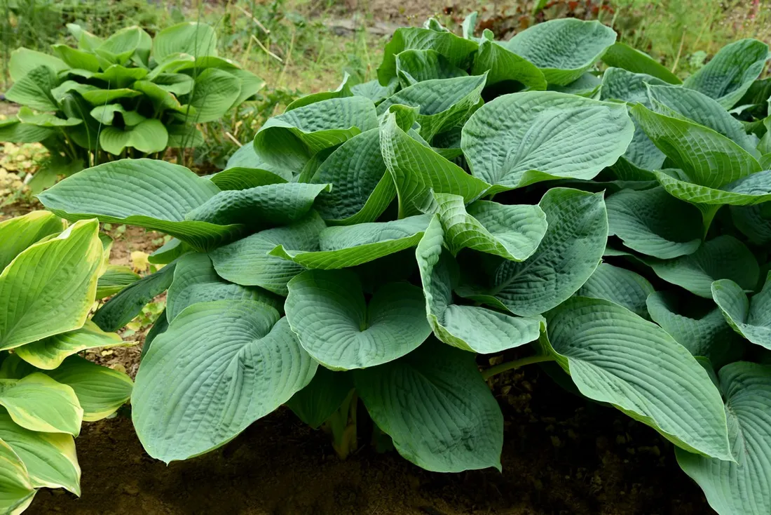funkia-elegans-hosta-hybrid-l-p9
