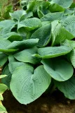 funkia-elegans-hosta-hybrid-l-p9-rodzaj-rosliny-inny