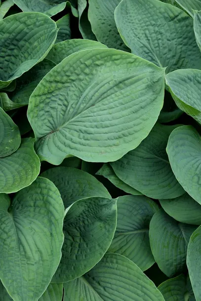 funkia-elegans-hosta-hybrid-l-p9-waga-z-opakowaniem-0-4-kg