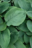 funkia-elegans-hosta-hybrid-l-p9-waga-z-opakowaniem-0-4-kg