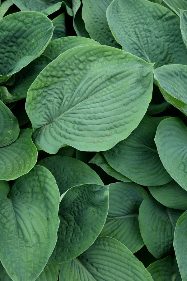 funkia-elegans-hosta-hybrid-l-p9