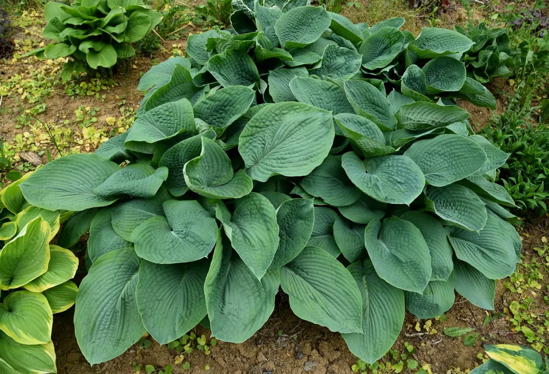 funkia-elegans-hosta-hybrid-l-p9-rodzaj-rosliny-inny