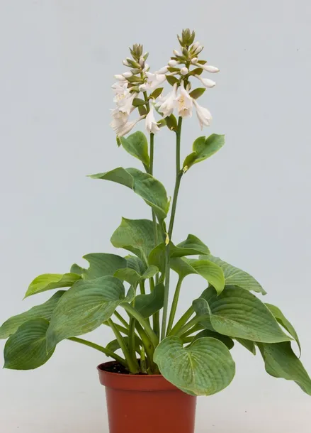 funkia-elegans-hosta-hybrid-l-p9-wysokosc-sadzonki-10-cm