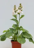 funkia-elegans-hosta-hybrid-l-p9-wysokosc-sadzonki-10-cm
