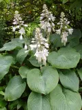 funkia-elegans-hosta-hybrid-l-p9-styl-ogrod-skalny-ogrod-japonski-ogrod-wiejski-ogrod-nowoczesny-ogrod-srodziemnomorski