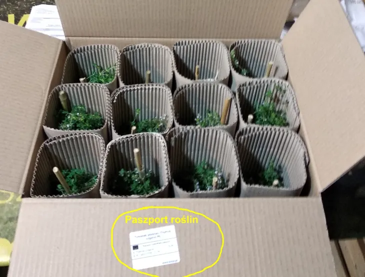 funkia-shadowland-wheee-hosta-hybrid-m-p9-kod-produktu-70483