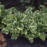 funkia-shadowland-wheee-hosta-hybrid-m-p9