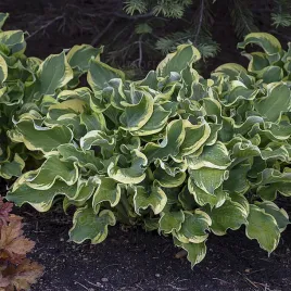 funkia-shadowland-wheee-hosta-hybrid-m-p9