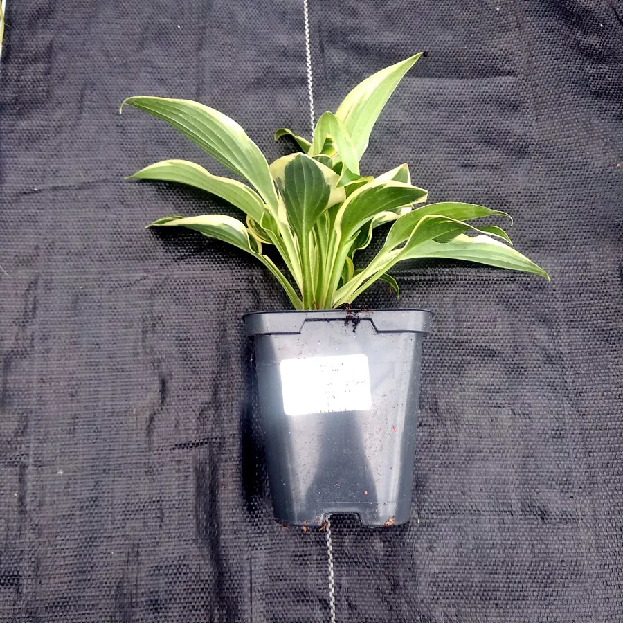 funkia-shadowland-wheee-hosta-hybrid-m-p9-rodzaj-rosliny-inny