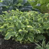 funkia-shadowland-wheee-hosta-hybrid-m-p9-waga-z-opakowaniem-0-4-kg