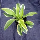 funkia-shadowland-wheee-hosta-hybrid-m-p9-roslina-w-postaci-sadzonka-w-pojemniku-05-1l