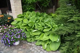 funkia-sum-and-substance-hosta-hybrid-xl-p9