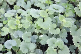 bluszczyk-kurdybanek-variegata-glechoma-hederacea-p9