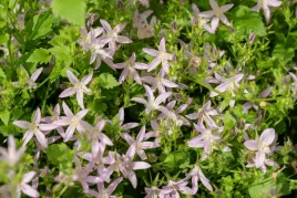 dzwonek-poszarskiego-lisduggan-campanula-p9