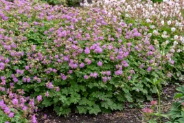 bodziszek-kantabryjski-cambridge-geranium-p9