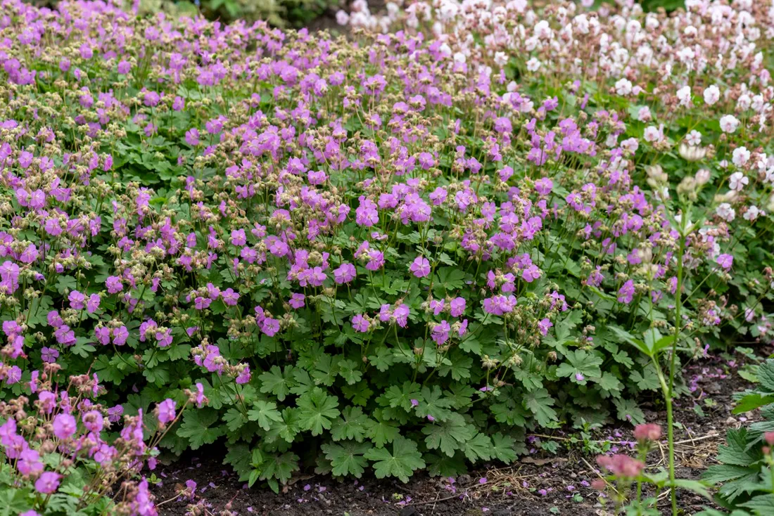 bodziszek-kantabryjski-cambridge-geranium-p9