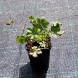 bodziszek-kantabryjski-cambridge-geranium-p9-rodzaj-rosliny-inny