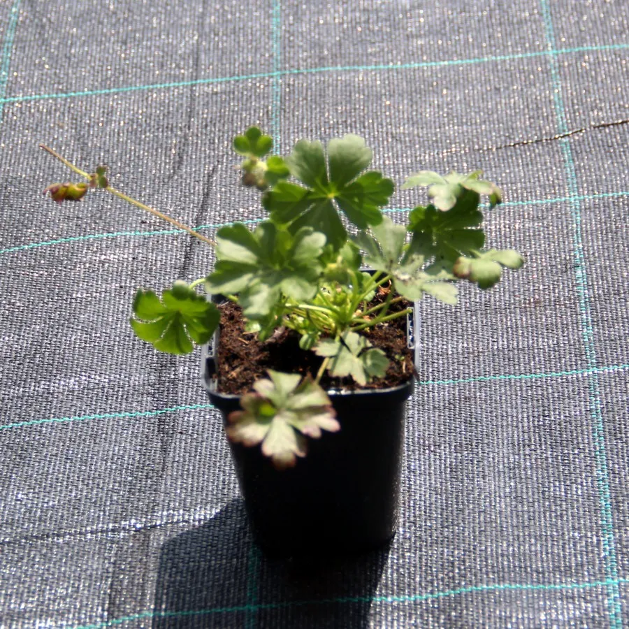 bodziszek-kantabryjski-cambridge-geranium-p9-rodzaj-rosliny-inny