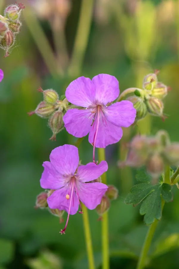 bodziszek-kantabryjski-cambridge-geranium-p9