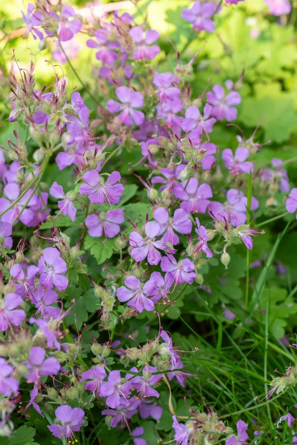 bodziszek-kantabryjski-cambridge-geranium-p9-rodzaj-rosliny-inny