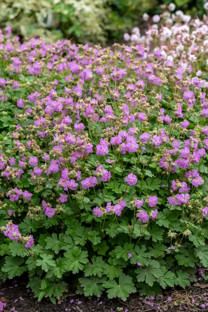bodziszek-kantabryjski-cambridge-geranium-p9-wysokosc-sadzonki-10-cm