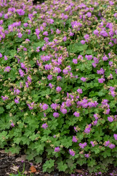 bodziszek-kantabryjski-cambridge-geranium-p9-styl-ogrod-skalny-ogrod-japonski-ogrod-wiejski-ogrod-nowoczesny-ogrod-srodziemnomorski