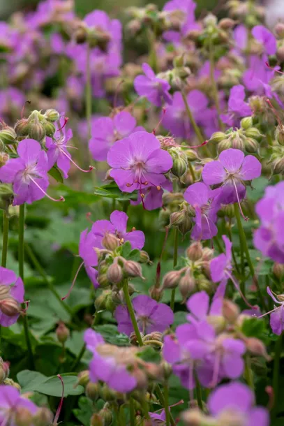 bodziszek-kantabryjski-cambridge-geranium-p9-kod-produktu-70559