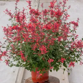 klosowiec-kudos-coral-agastache-hybrida-p9