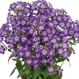 floks-flame-purple-eye-phlox-paniculata-p9